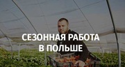 Сезонная работа в Польше! Сортировка саженцев